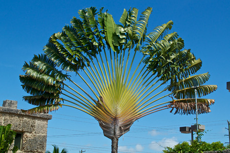 The travelers palm tree is a part of the bird of paradise family and is tropical, shown here agains a blue florida skyの写真素材