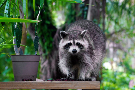 A large raccoon is standing on a plank beside a plant looking at viewer 