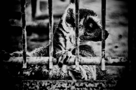 A high contrast black and white image of a lemur holding on to bars of a cage looking away.の写真素材