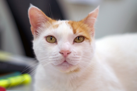 Portrait of a beautiful white cat with orange or ginger markings looking at camera, indoors with shallow depth of field and focus on the eyes.の写真素材