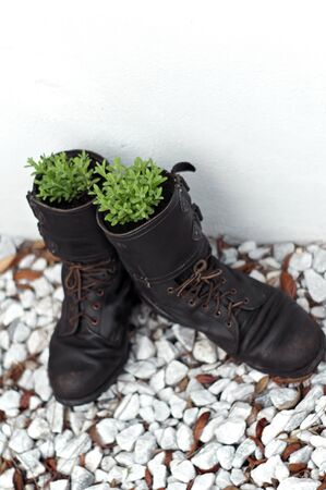 A pair of old army boots are outside against a white wall and have been turned into flower pots with lavender growing in them. Shallow depth of field.の写真素材