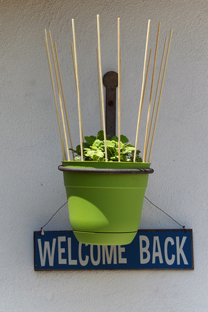 A green flower pot with your catnip plants hangs on a wall in front of a blue and white "welcome back" sign.の写真素材