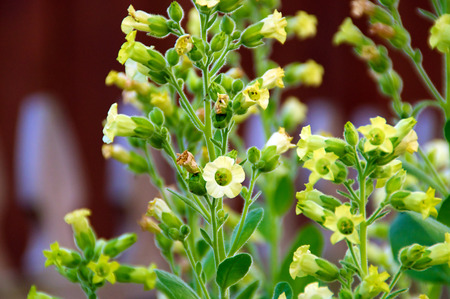 Close up eye level view of little yellow flowers on the nicotiana rustica tobacco plant also known as Sacred Hopi, Turkish or Aztec tobacco. Used in medicinal and spiritual ceremonies.の写真素材