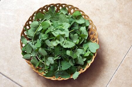 A large wicker bowl is overflowing with a fresh catnip harvest.
