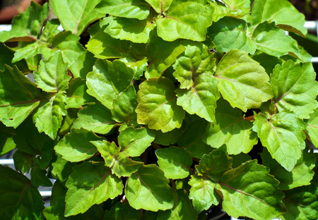 A lush green patchouli plant fills the image, plant is shown from above.の写真素材
