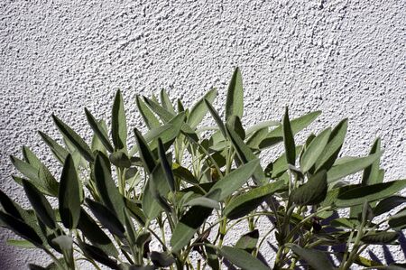 The upper leaves of a garden sage plant fill the bottom of the image against a white textured wall in bright sunshine.の写真素材