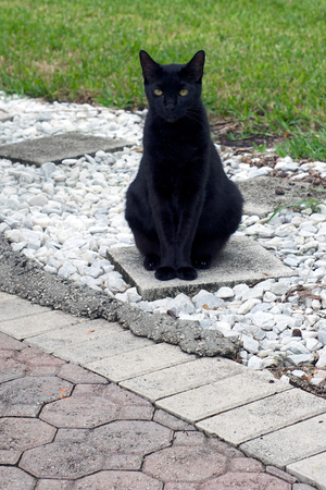 Rare Havana Brown cat sitting outside looking directly at the viewer, perched on cement square.の写真素材