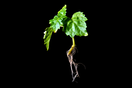 A young patchouli plant, a member of the mint family, with roots showing is suspended in mid air against a black background with side lighting.の写真素材