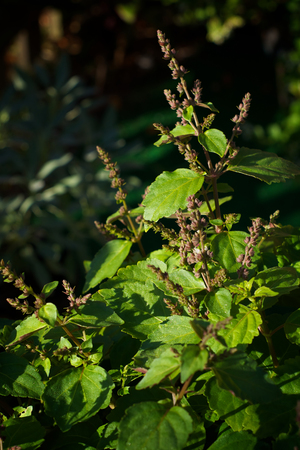A large patchouli plant in bloom with long stemmed flowers in the morning sunlight.