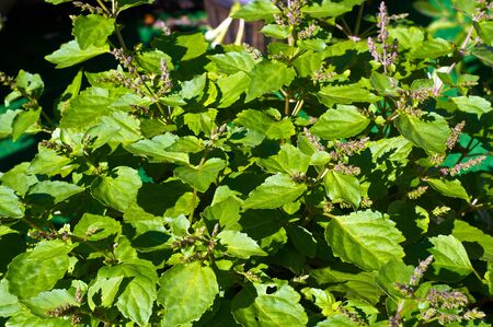 A large patchouli plant filled the image with green leaves and red flowers.の写真素材