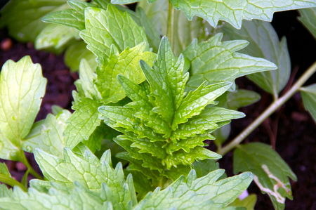 Looking down on medicinal valerian plant in garden with leaves growing in a stepped formation.の写真素材
