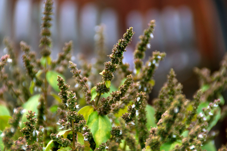 View of the tops of patchouly plants growing in garden topped with flower bud stalks.の写真素材