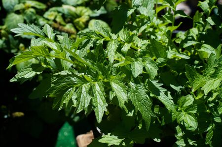 Looking down ant the jagged leaves of the valerian plant used for medicinal purposes grown in home garden.の写真素材