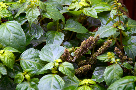 Close up of wet patchouly plant after rain in the morning.の写真素材