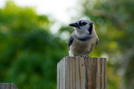 Blue jay bird perched on fence post looking to the side.の写真素材