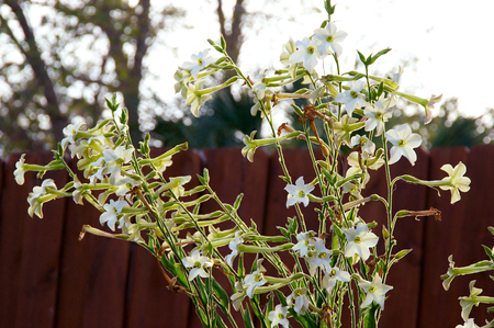 looking towards a bunch of nicotiana alata  flowers, five pointed white fragrant blossoms with picket fence.の写真素材