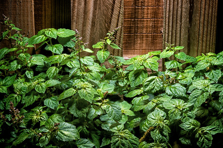 A large lush green patchouly (Pogostemon cablin) plant with small red flowers against a wooden...