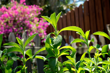 The herb Stevia from low angle growing in home garden in Bonita Springs Naples, Florida, stevia is used as a sugar substitute.の写真素材