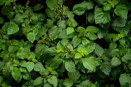 Looking down on a full patchouli plant with wet leaves after rain in backyard garden with small flowers.の写真素材