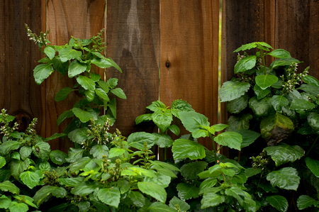 Eye level view of blooming Patchouli plant growing against wooden fence, wet from rain in backyard garden.の写真素材