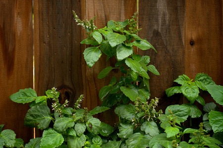 Looking down on a full patchouli plant with wet leaves after rain in backyard garden with small...