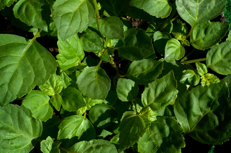 Looking down at a full lush patchouli plant's leaves in sunshine.の写真素材