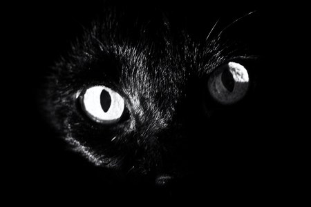 close up of a black cat's eyes surrounded by darkness, staring at viewer. high contrast black and white image.の写真素材