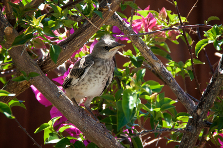 A baby Northern Mockingbird chick is perched on a bougainvillea branch looking to the right, early...