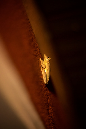 Profile side view of small shiny green frog climbing up wall on exterior of house in florida, shallow depth of field.の写真素材
