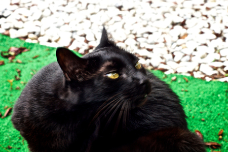 A black cat, outside, vigorously scratches his chin causing motion blur, his eyes are squinting and his neck is stretched out.の写真素材