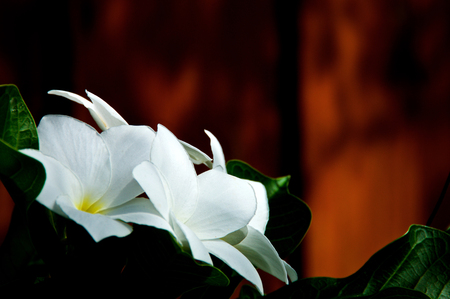 Close up of white frangipani flowers with yellow center, outdoors, side view with copy space. Also known as plumeria. Used for perfume and essential oils.の写真素材