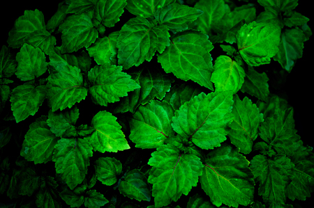A lush healthy green patchouli plant is wet from being rained on making colors more intense. Scent...