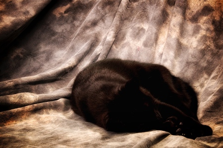 A Havana Brown cat is curled up sleeping on artist background making the image look almost like a painting.の写真素材