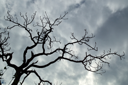 Looking up at the top of a dead Slash Pine Tree, showing gnarly, crooked, spooky looking branches against a cloud filled sky.の写真素材