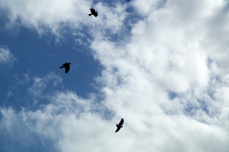 Looking up at three black crows flying and circling in the afternoon sky silhouetted against clouds.の写真素材