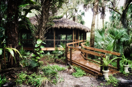 Early morning view of inside of a subtropical forest wilderness area in Estero Florida showing old thatched hut or gazebo, stylized and desaturated.の写真素材