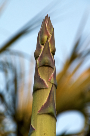 Looking up at the top of a tall flower stalk of the agave plant also known as the century plant, about to bloom.の写真素材