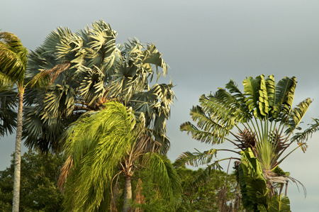Various tall palm trees in florida getting blown from strong wind on overcast stormy day.の写真素材