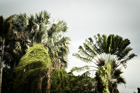 Various tall palm trees in florida getting blown from strong wind on overcast stormy day. Stylized and desaturated.の写真素材