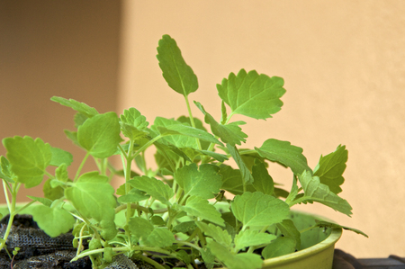 Eye level close up view of young catnip plants growing in peat pods in flower pot outdoors, member of the mint family with medicinal qualities.の写真素材