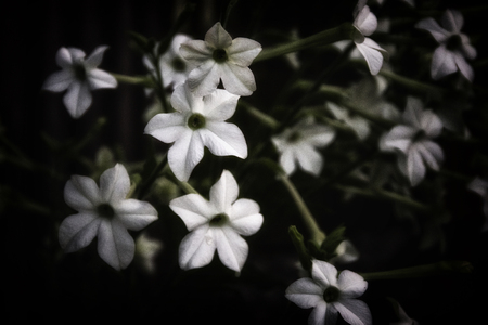 Artistic grainy, stylized and desaturated image of the white trumpet like flowers of the aztec tobacco plant, nicotiana alata blooming  in the dark, also known as jasmine, Persian and sweet tobacco.の写真素材