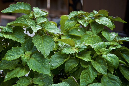 Eye level view of wet, lush, green Pogostemon cablin patchouli plant after morning rain with water drops, used for essential oil, aromatherapy and incense.の写真素材