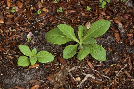 Two young Nicotiana rustica plants growing wild, also known as Hopi Tobacco used as medicine and also hallucinatory shamanic journeys.の写真素材