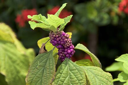 Top of American Beautyberry plant, Callicarpa, with green leave and purple fruit berries.の写真素材