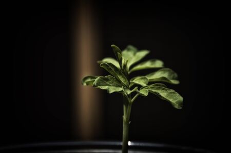 Photo for eye level view of young moringa tree with its first leaves with dark background, stylized. Moringa is known as a superfood. - Royalty Free Image