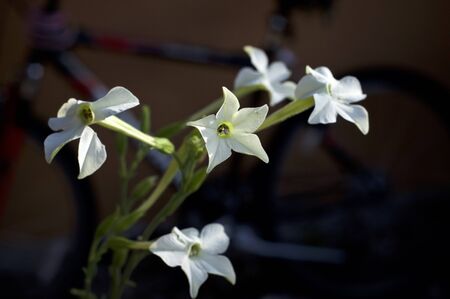 Beautiful close up of white and yellow trumpet like flowers of the night blooming jasmine tobacco plant, nicotiana alata, in bloom, also known as aztec, Persian and sweet tobacco.の写真素材