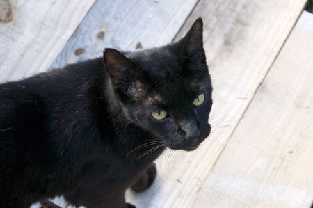 An adult havana brown cat with green eyes is looking up towards viewer, outdoors on wooden surface.の写真素材