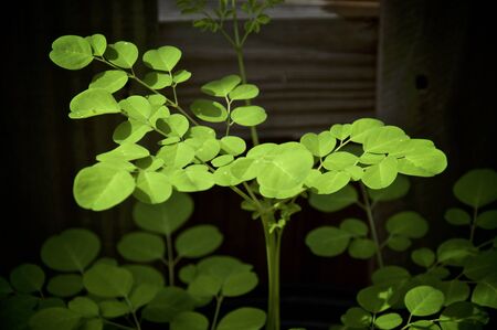 A young moringa oleifera or drumstick tree growing, showing many leaves. Known as a superfood and used as alternative medicine.の写真素材