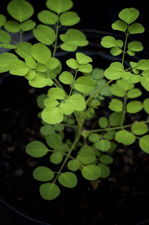 A young  greenmoringa oleifera or drumstick tree growing in pot showing many leaves. Known as a superfood and used as alternative medicine.の写真素材