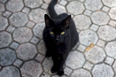 Looking down at beautiful black cat looking up at viewer, outdoors sitting on paver or brick driveway with shallow depth of field. Breed is Havana Brown.の写真素材